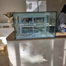 댕큐베리 이미지