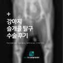 아마존동물병원 | 강아지 슬개골 탈구 수술 (FHNO) 후기. 교문동 동물병원