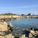 애플트리(Apple tree) | [키프로스 여행] 프로타라스 산책, 피그 트리 베이 비치, Fig Tree Bay Beach, Protaras, Cyprus...