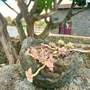 일건공원빌라 | 제주 한림 숙박 푸르다오션 풀빌라 내 돈 내산 가족 여행 후기