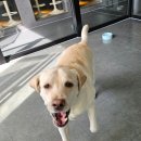 휘게 펫케어 이미지