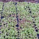 성일산채 이미지