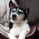CHUBBY DOG 이미지