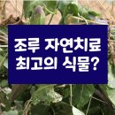 조루 자연치료 최고의식물? 이미지