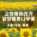 [클릭하세요] 여름꽃이 피었습니다! : 고창 해바라기꽃잔치 + 담양 명옥헌 배롱나무 꽃 이미지
