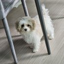 행복한 산책 | [내돈내산] 토이푸들 배냇미용 후기 세종강아지미용추천 &#39;행복한산책&#39;