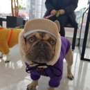 서수원동물병원