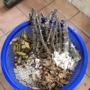 신세계건강원 이미지