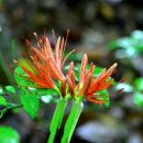 선운사의추억 이미지