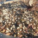 [블루베리키우기 A to Z] 블루베리 비료주기 이미지