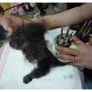 엄마손 동물병원 이미지