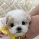 강아지분양 멍블랑 인천청라본점 이미지