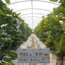 에버그린종묘