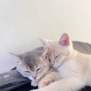 일산고양이분양&미용 반하나캣 | 일산고양이분양 반하나캣에서 만난 두 아가냥, 시라와 소니