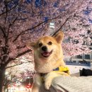 강을 거슬러 오르는 연어처럼
