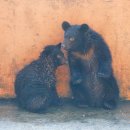 곰두마리농장 이미지