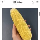 띠앗농장 네이버블로그