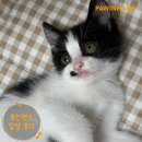 1862 | [❤️입양후기❤️] 1862. 깨찰이😺
