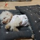 메이플유치원 이미지