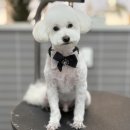 헤이멍 | 퇴계동 애견미용 춘천 애견호텔 헤이멍 푸들미용 대변신