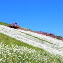 6월 18일 토요당일 - 평창 청옥산+육백마지기(샤스타데이지꽃) 신청안내(28인승) 이미지
