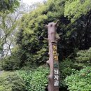 비자림길 | 제주도 구좌 천년의 숲 비자림 후기 / 피톤치드 가득한 숲길 후기