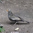 Blackbird 이미지