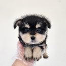 태백병원 | 태백강아지분양 세이블포메라니안 분양후기