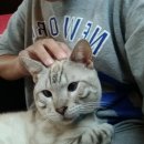 꽃보다 개 이미지