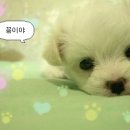 강아지그림 이미지