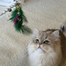 13번째고양이 이미지