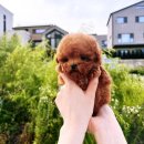 비비퍼피 강아지분양 일산점 네이버블로그