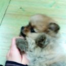 애개애개애견샵 네이버블로그