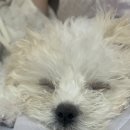 GS25연희필승점 | 일상 : 우리 귀여운 천사, 꼬미 보러 오세요