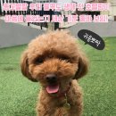 딩가댕댕 이미지