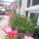 바다요정 이미지