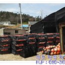 완도참전복 이미지