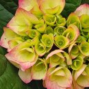 경화시장 이미지