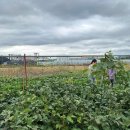 즐거운 농장 이미지