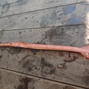 이준열대어 이미지