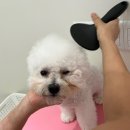 퍼피글랫 | 동탄 강아지 유치원은 퍼피글랫