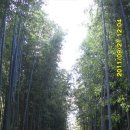 순창 메타세콰이어길 이미지