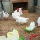 게임잉글리쉬 이미지