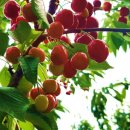 경주 체리 이미지