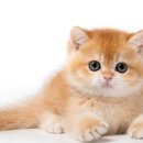 샤인모어 이미지