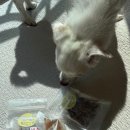 멈머다냥 이미지