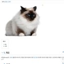 버만캣패밀리 이미지