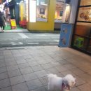 아로아로이