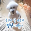 뽀독 애견 미용 이미지