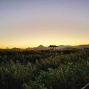 순천만습지 이미지